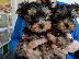 PoulaTo: Yorkshire Terriers προς πώληση
